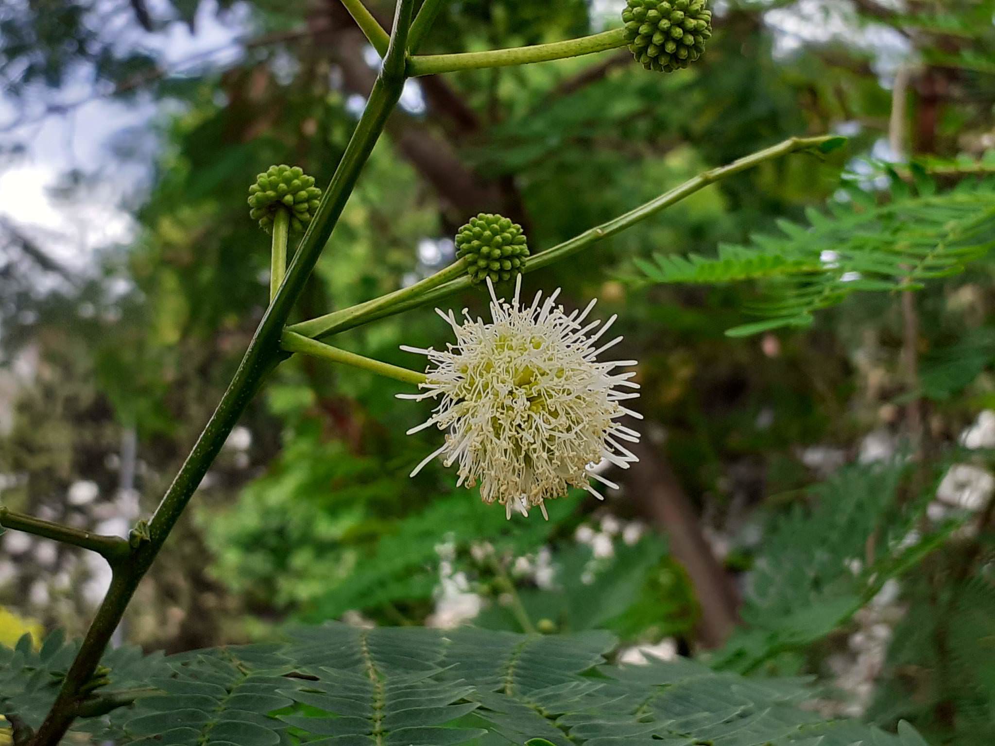 Leucaena leucocephala